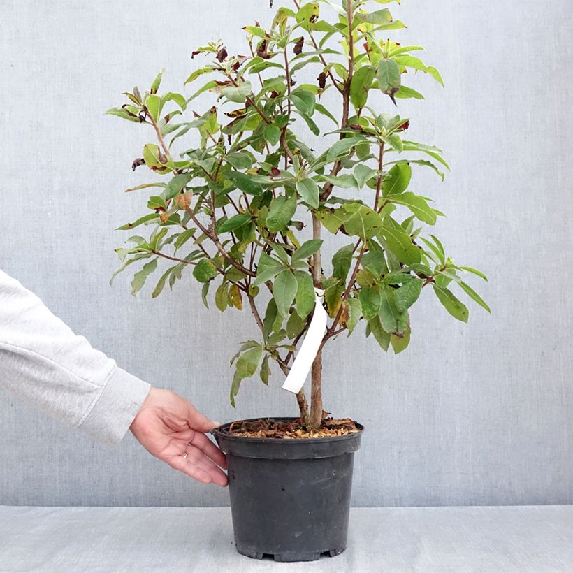 Esemplare di Azalea Arneson Gem Vaso da 4L/5L come consegnato in autunno