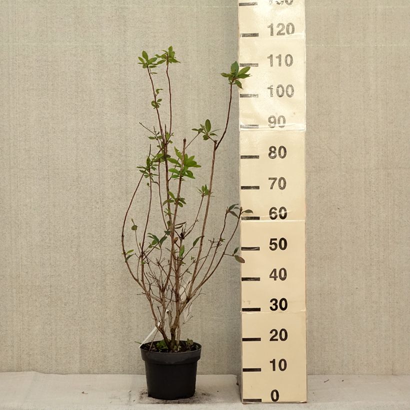Esemplare di Azalea viscosum Karminduft Vaso da 4L/5L come consegnato in autunno