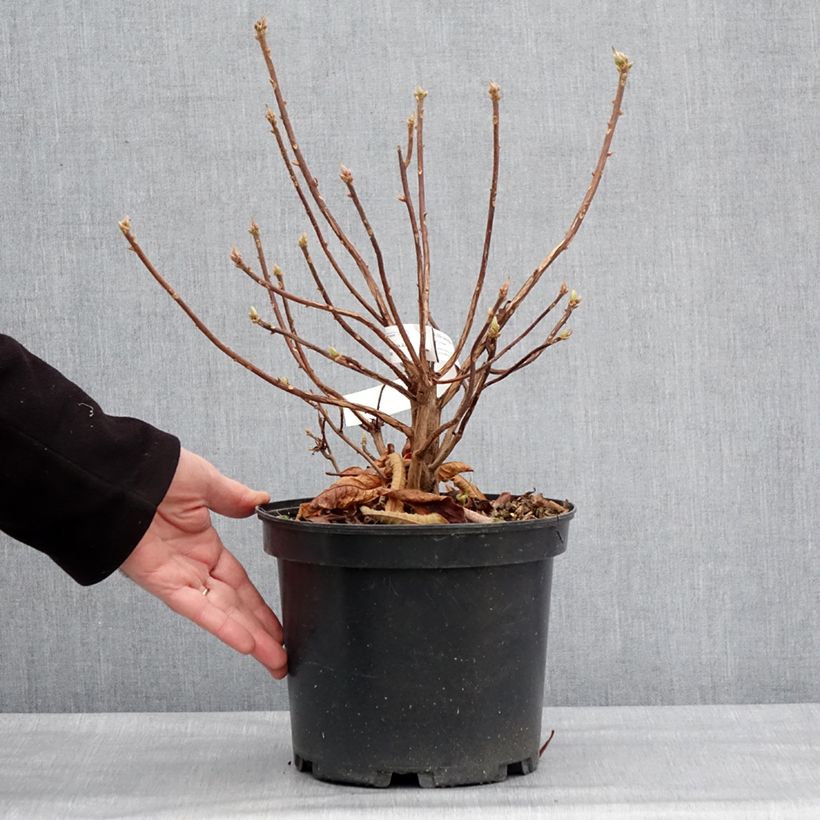 Azalea Berry Rose Vaso da 4L/5L esemplare consegnato in inverno