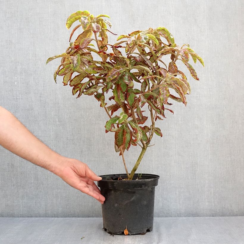 Esemplare di Azalea mollis Cecile Vaso da 4L/5L consegnato in estate