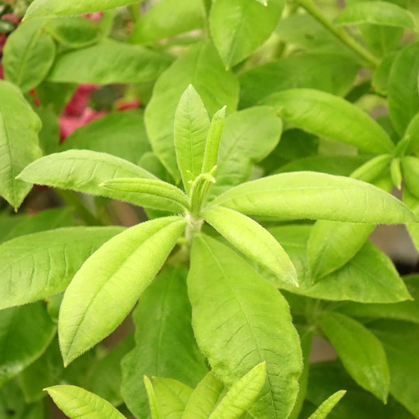 Azalea mollis Demoiselles de Boutiguery Aurora (Fogliame)