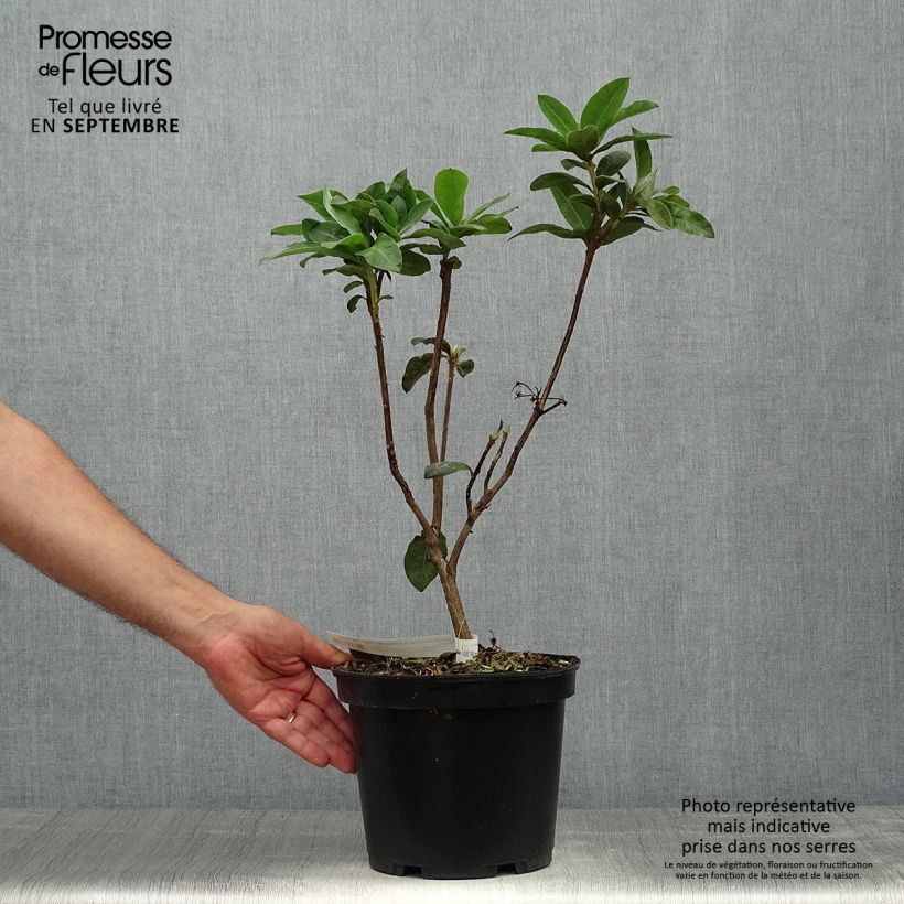 Esemplare di Azalea mollis Demoiselles de Boutiguery Aurora Vaso da 4L/5L come consegnato in autunno