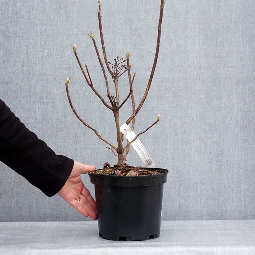 Azalea mollis Demoiselles de Boutiguery Aurora Vaso da 4L/5L esemplare consegnato in inverno