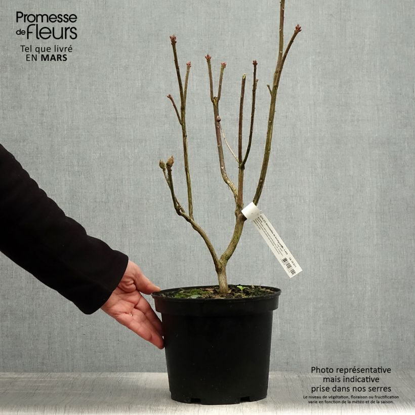 Azalea mollis Demoiselles de Boutiguery Aurora Vaso da 4L/5L esemplare consegnato in primavera