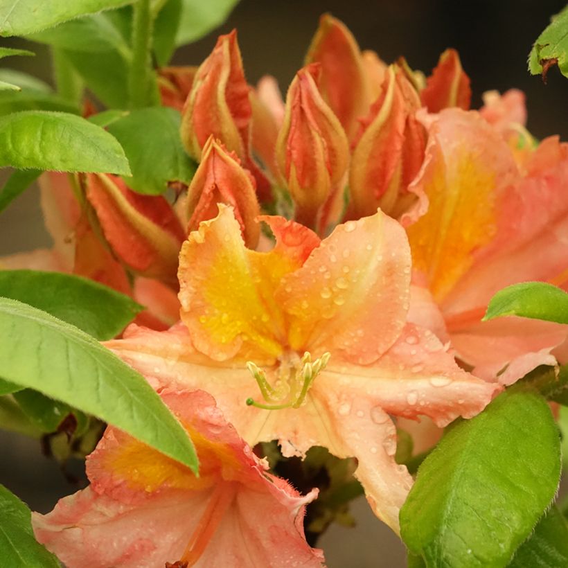Azalea mollis Demoiselles de Boutiguery Idylla (Fioritura)