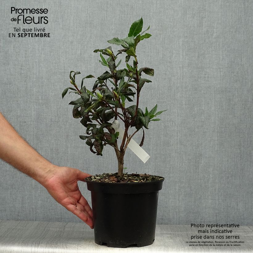 Esemplare di Azalea mollis Demoiselles de Boutiguery Idylla Vaso da 4L/5L come consegnato in autunno