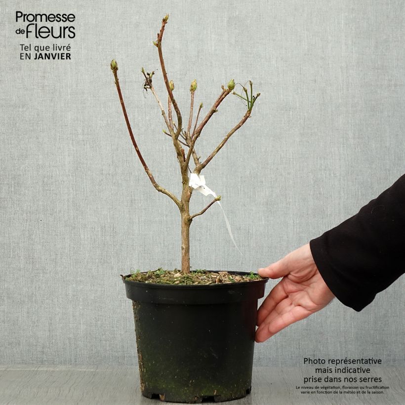 Azalea mollis Demoiselles de Boutiguery Idylla Vaso da 4L/5L esemplare consegnato in inverno