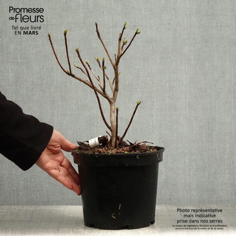 Azalea mollis Demoiselles de Boutiguery Idylla Vaso da 4L/5L esemplare consegnato in primavera