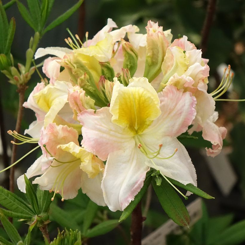 Azalea mollis Demoiselles de Boutiguery Kassia (Fioritura)