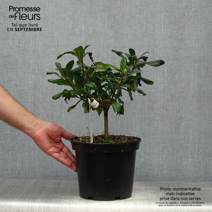 Esemplare di Azalea mollis Demoiselles de Boutiguery Nella Vaso da 4L/5L come consegnato in autunno