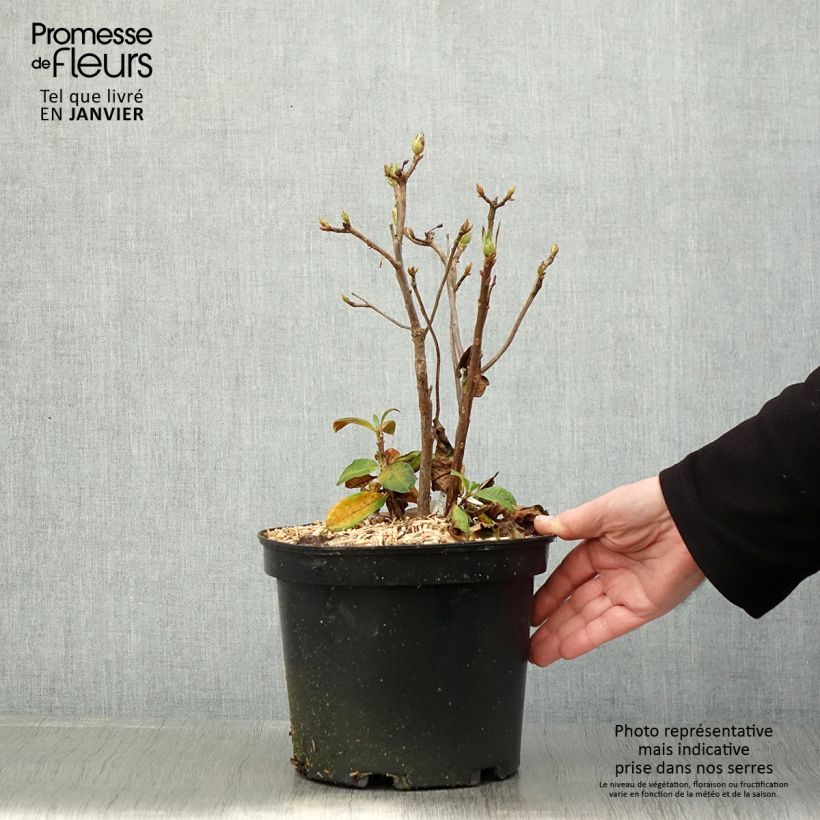 Azalea mollis Demoiselles de Boutiguery Nella Vaso da 4L/5L esemplare consegnato in inverno