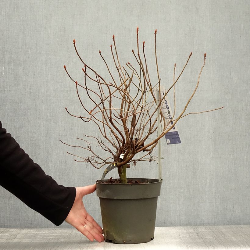 Esemplare di Azalea Fraseri Vaso da 4L/5L come consegnato in autunno