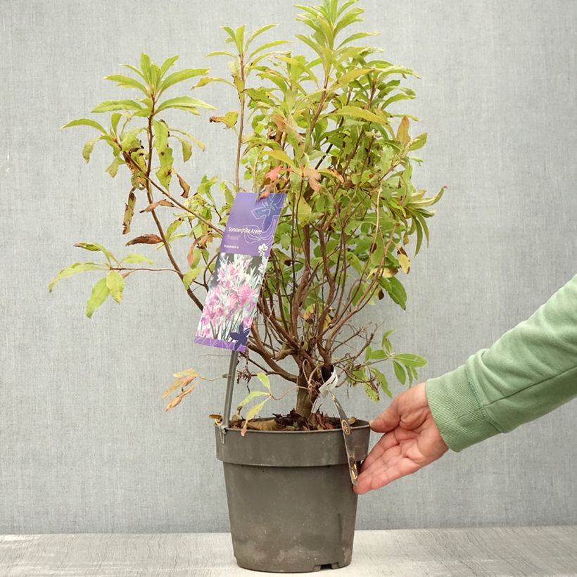 Esemplare di Azalea Fraseri Vaso da 4L/5L consegnato in estate