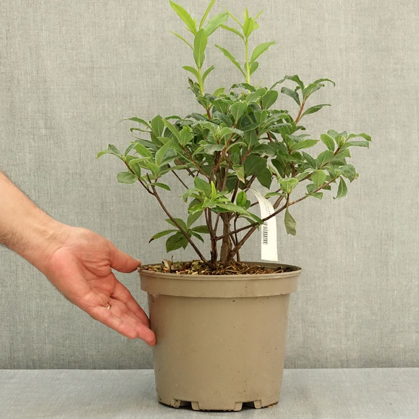 Esemplare di Azalea mollis de Chine Gibraltar Vaso da 4L/5L consegnato in estate