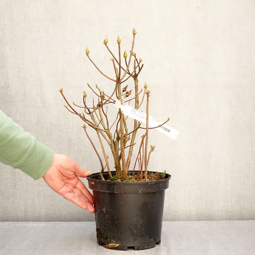 Azalea mollis de Chine Gibraltar Vaso da 4L/5L esemplare consegnato in inverno