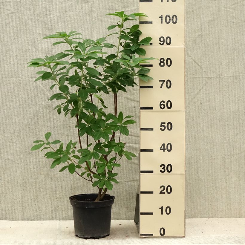 Esemplare di Azalea viscosum Jolie Madame Vaso da 3L/4L consegnato in estate