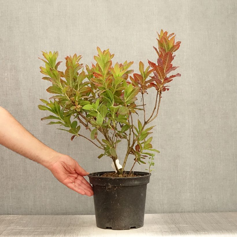 Esemplare di Azalea mollis Koster's Brilliant Red Vaso da 4L/5L consegnato in estate