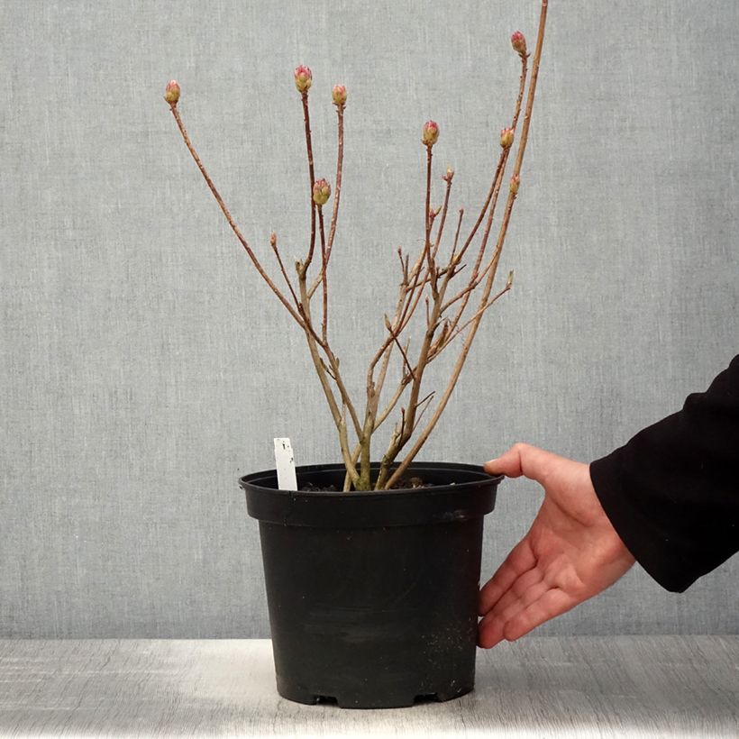 Azalea mollis Koster's Brilliant Red Vaso da 4L/5L esemplare consegnato in primavera