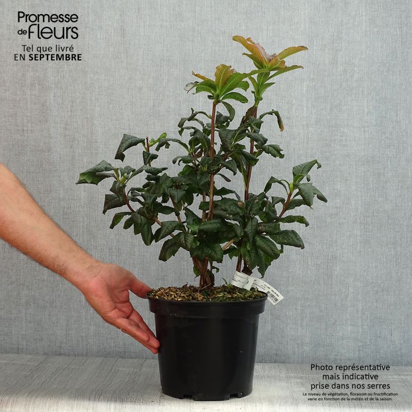 Esemplare di Azalea Mary Poppins Vaso da 4L/5L consegnato in estate