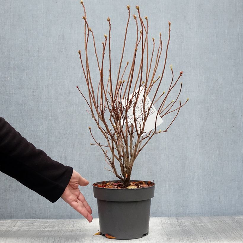 Esemplare di Azalea viscosum Sommerduft Vaso da 4L/5L come consegnato in autunno