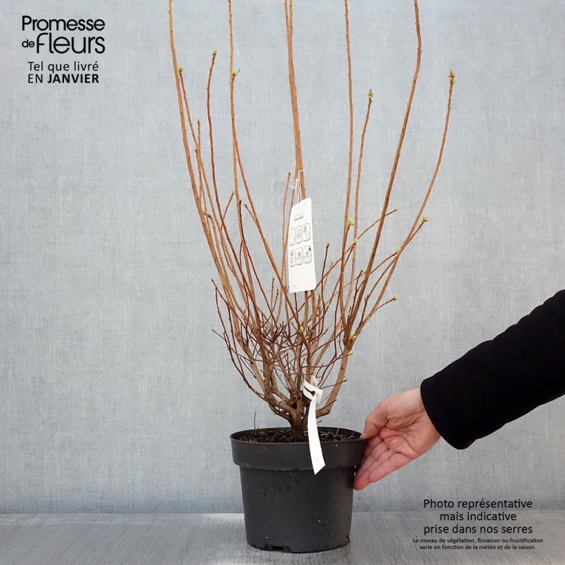 Azalea viscosum Sommerduft Vaso da 4L/5L esemplare consegnato in inverno