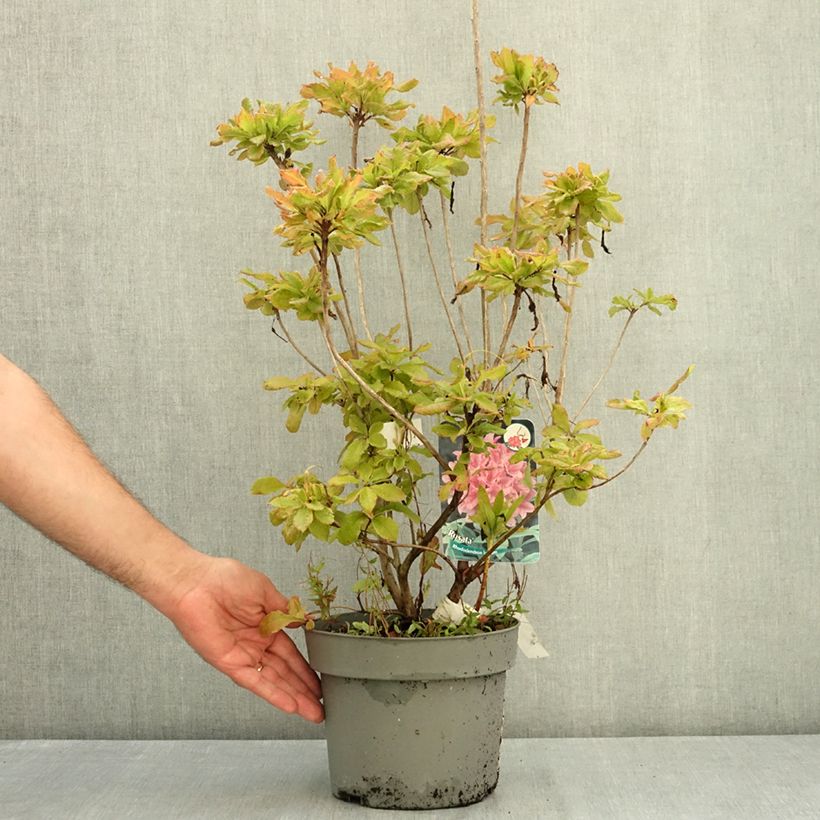 Esemplare di Azalea viscosum Rosata Vaso da 4L/5L consegnato in estate