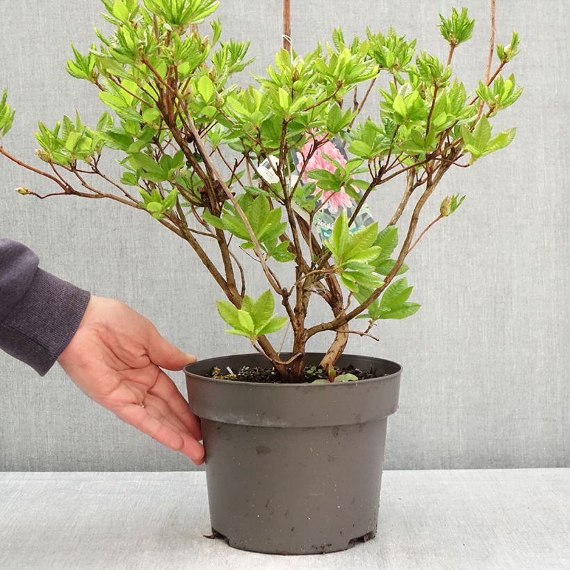 Azalea viscosum Rosata Vaso da 4L/5L esemplare consegnato in primavera