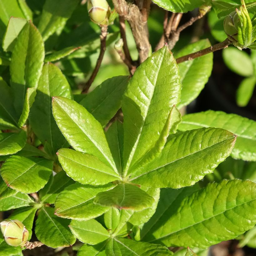 Azalea viscosum Rosata (Fogliame)
