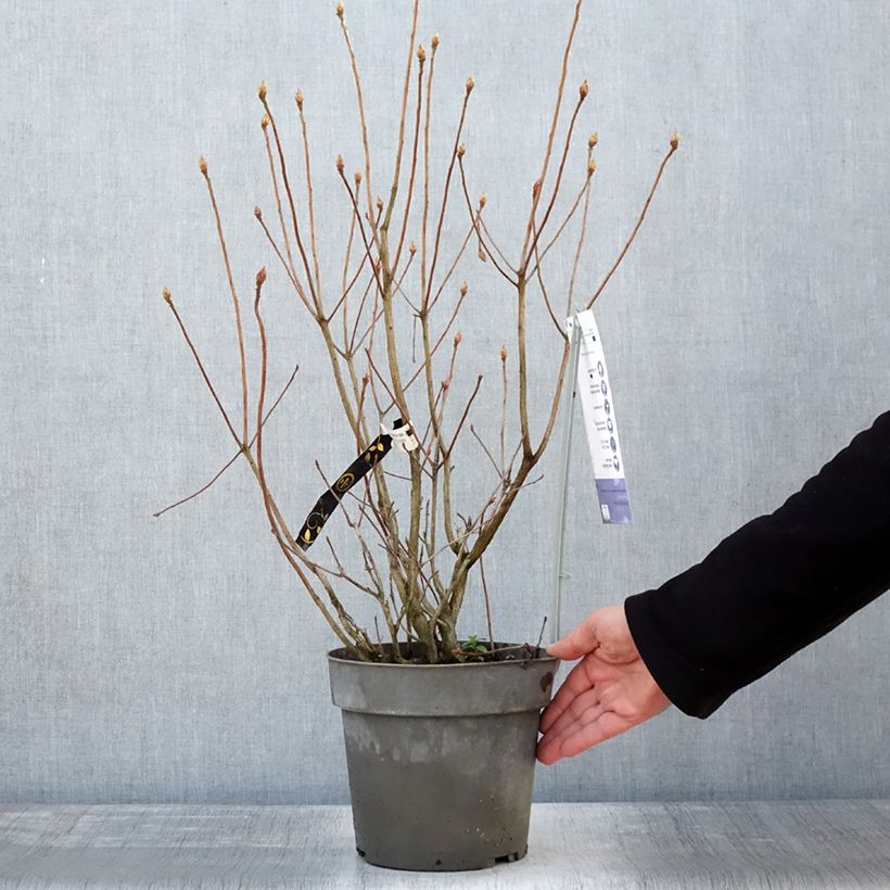 Azalea Soir de Paris Vaso da 4L/5L esemplare consegnato in inverno