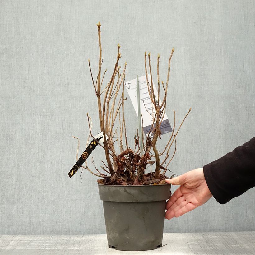Esemplare di Azalea austrinum Vaso da 4L/5L come consegnato in autunno