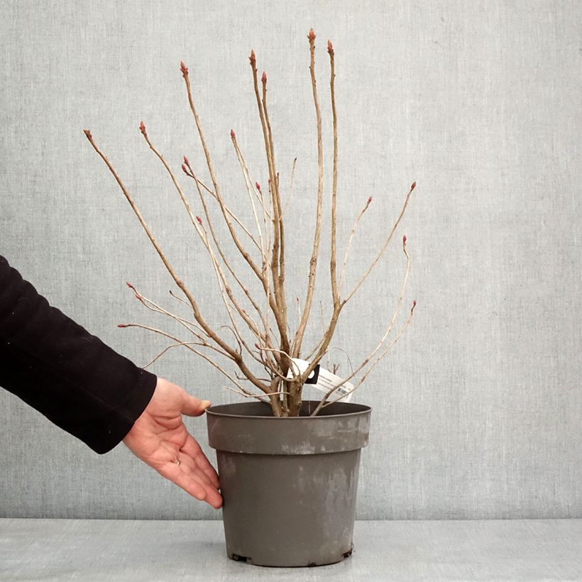 Azalea austrinum Vaso da 4L/5L esemplare consegnato in inverno