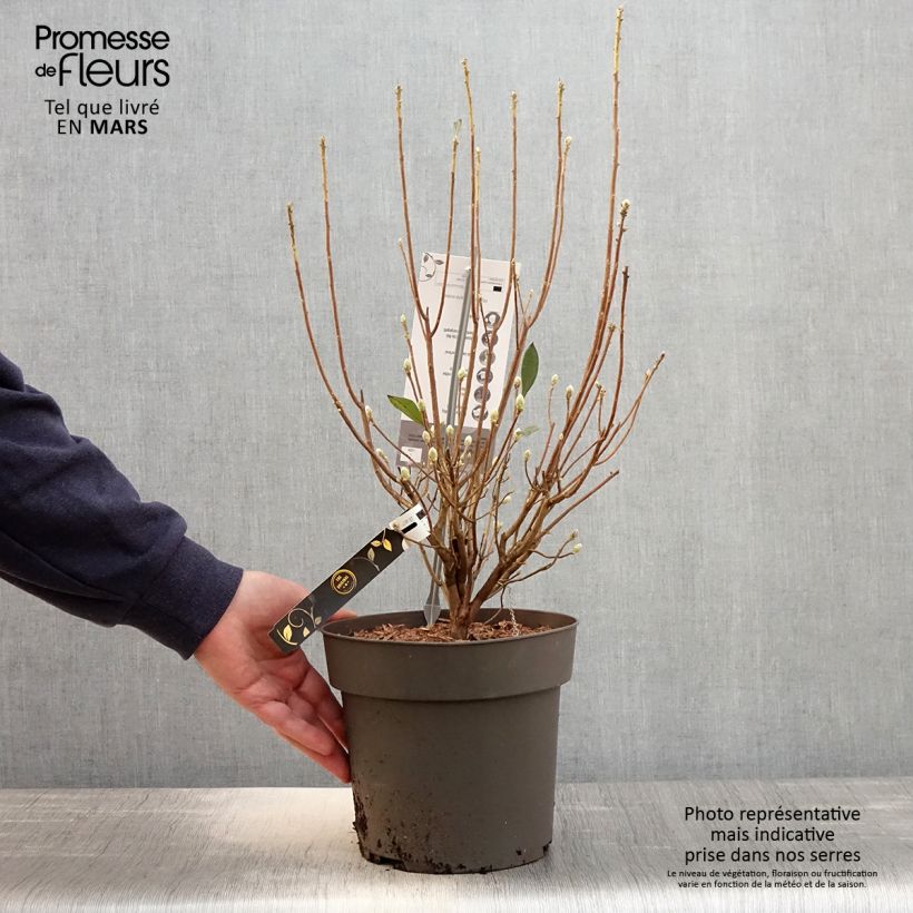 Azalea austrinum Vaso da 4L/5L esemplare consegnato in primavera