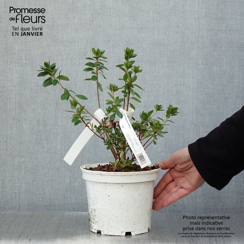 Azalea obtusum Adonis Vaso da 2L/3L esemplare consegnato in inverno