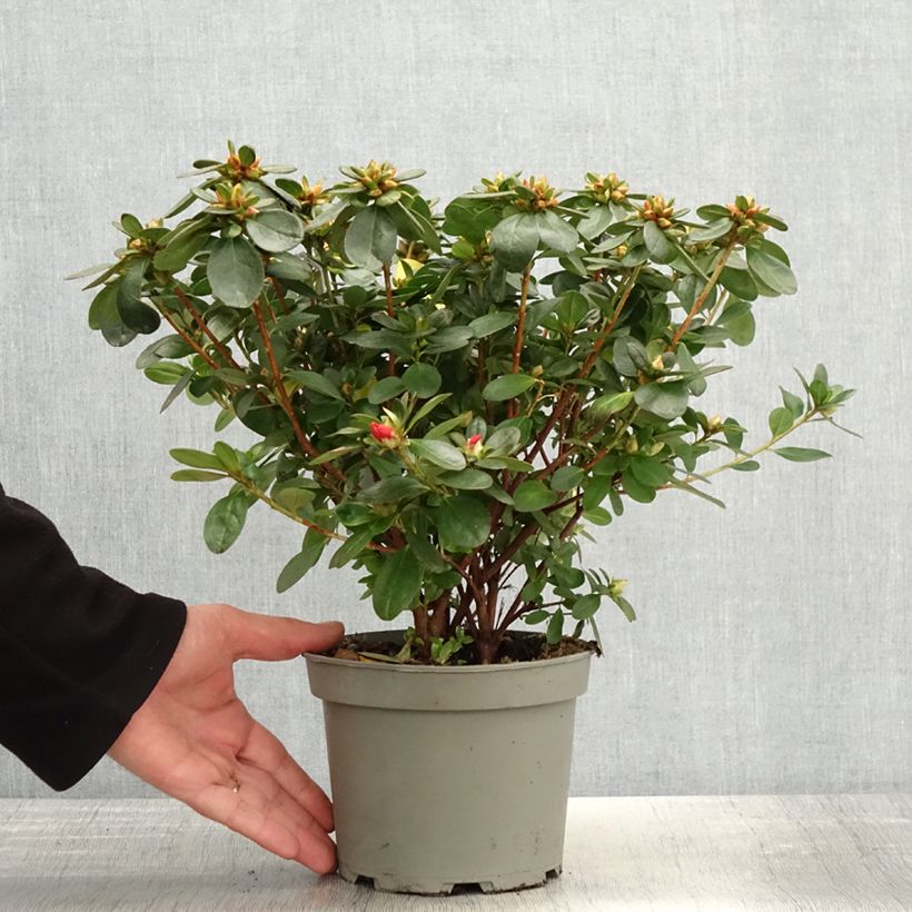 Azalea Ardeur Vaso da 2L/3L esemplare consegnato in primavera