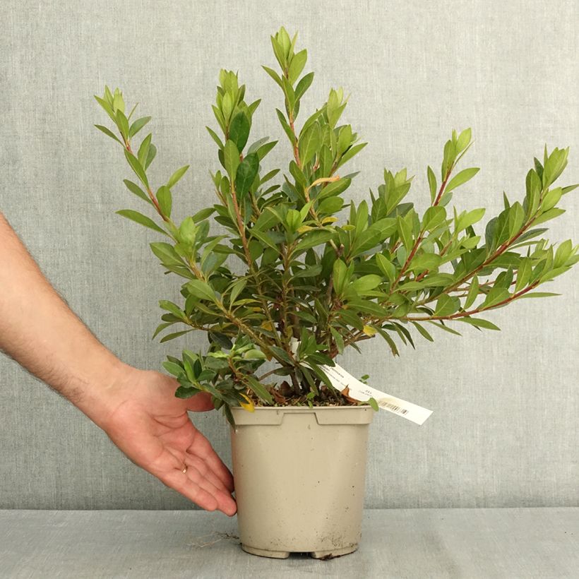 Esemplare di Azalea Beethoven Vaso da 3L/4L consegnato in estate