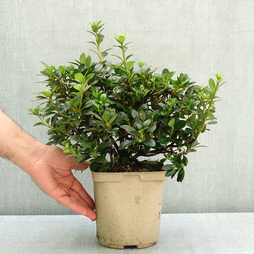 Esemplare di Azalea japonica Blue Moon Vaso da 3L/4L consegnato in estate