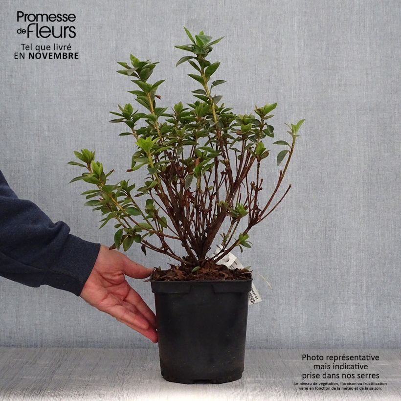 Esemplare di Azalea japonica Elsie Lee Vaso da 2L/3L come consegnato in autunno