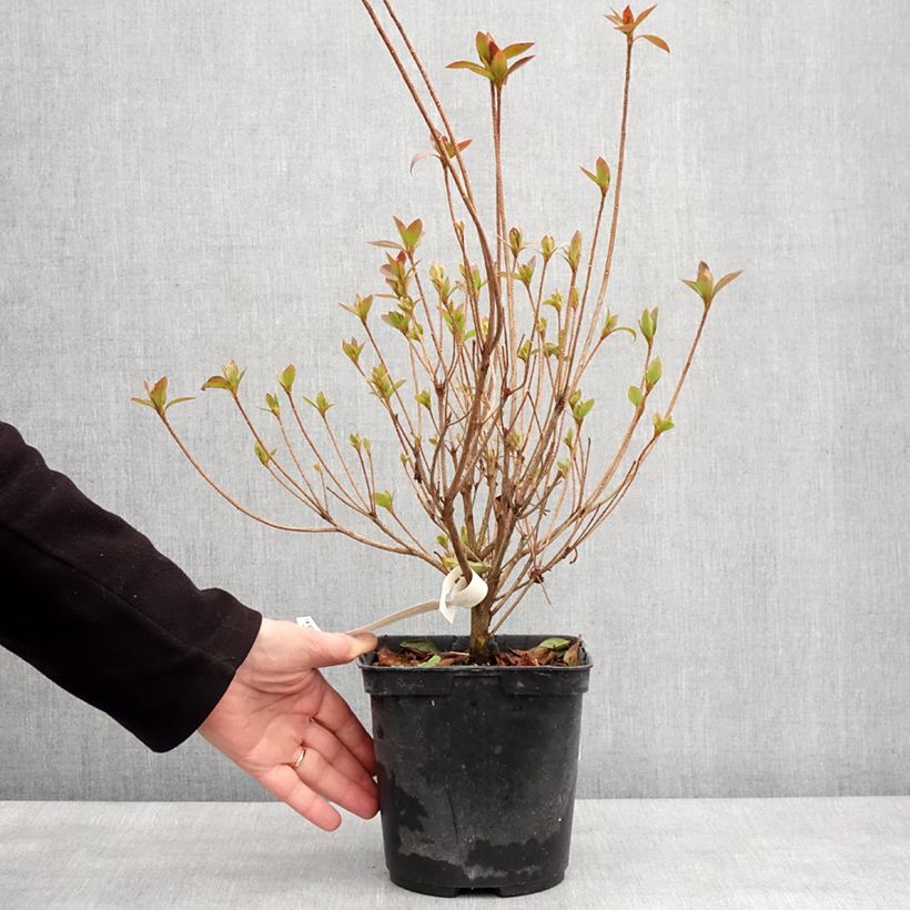 Azalea japonica Elsie Lee Vaso da 2L/3L esemplare consegnato in inverno