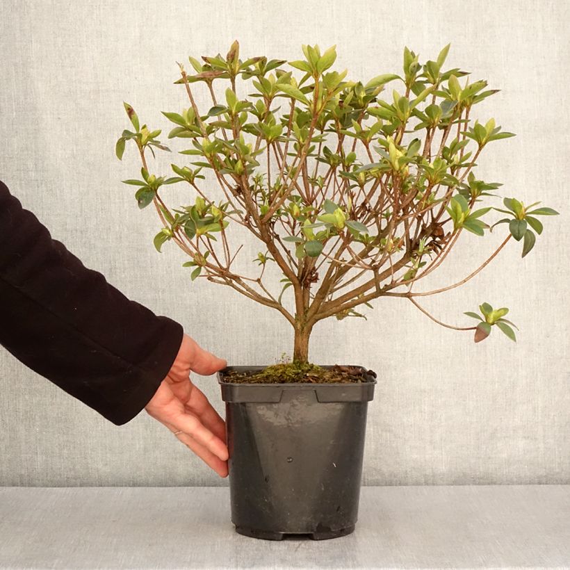 Azalea japonica Elsie Lee Vaso da 2L/3L esemplare consegnato in primavera