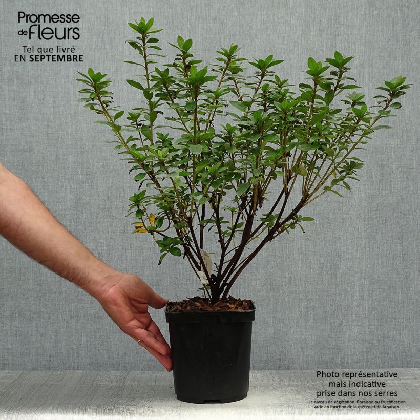 Esemplare di Azalea Eucharis Vaso da 2L/3L come consegnato in autunno