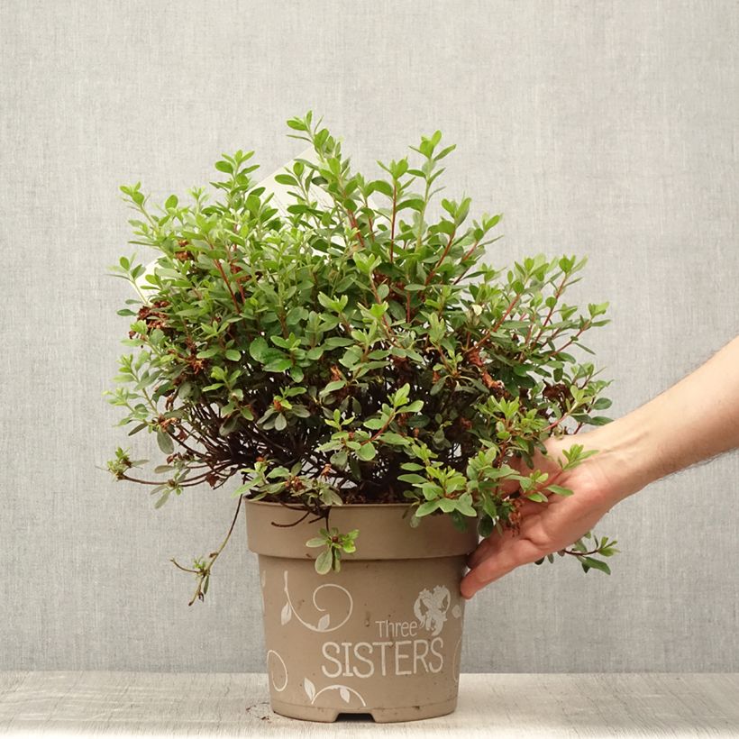 Esemplare di Azalea Fairy Dreams Three Sisters Mix Vaso da 6L/7L consegnato in estate