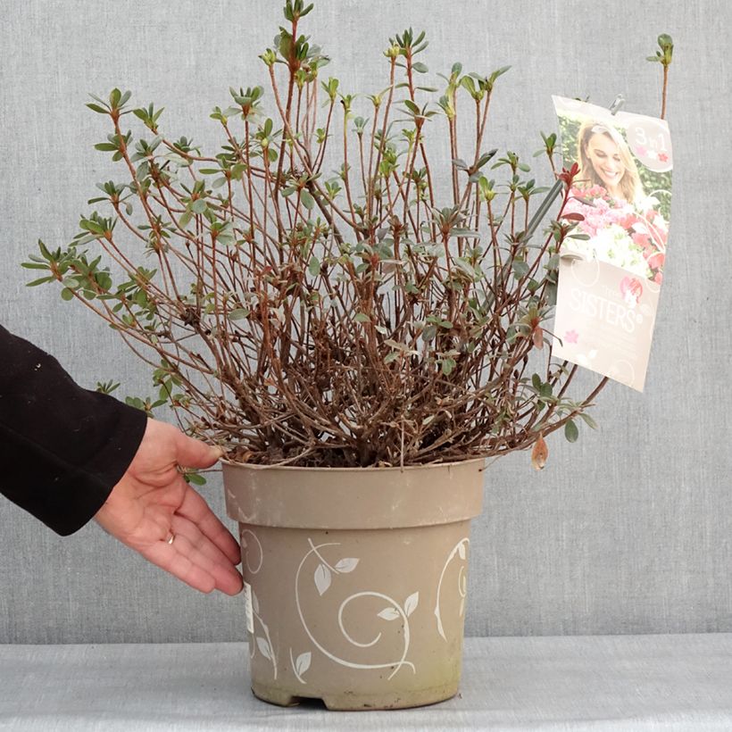 Azalea Fairy Dreams Three Sisters Mix Vaso da 6L/7L esemplare consegnato in inverno