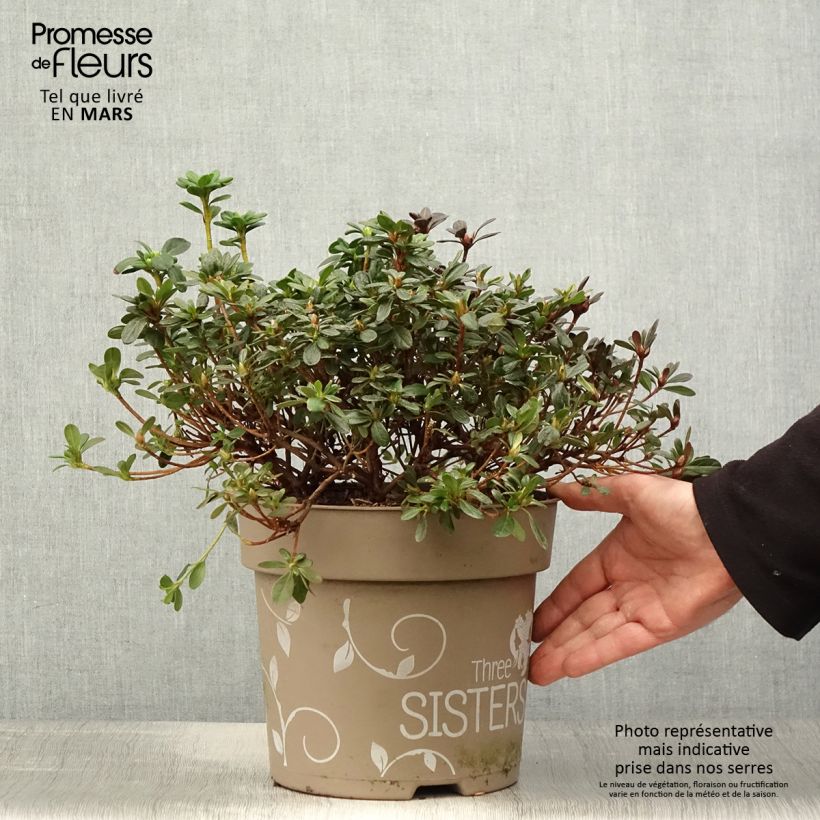 Azalea Fairy Dreams Three Sisters Mix Vaso da 6L/7L esemplare consegnato in primavera