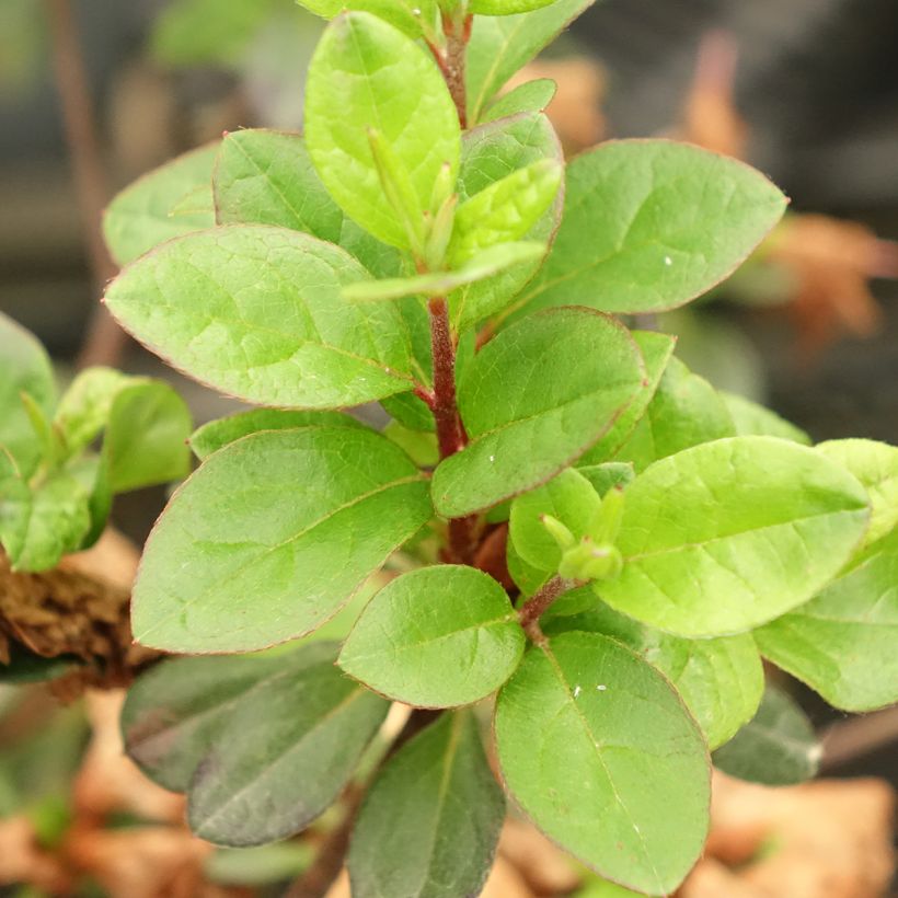 Azalea Flash Dance Pink (Fogliame)