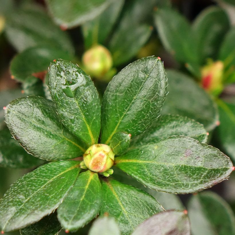 Azalea japonica Flash Dance Salmon (Fogliame)