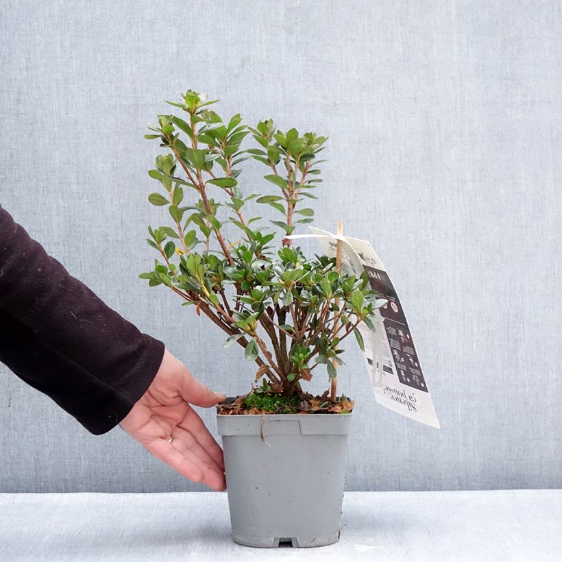 Azalée du Japon Flash Dance Salmon - Rhododendron hybride Vaso da 2L/3L esemplare consegnato in inverno