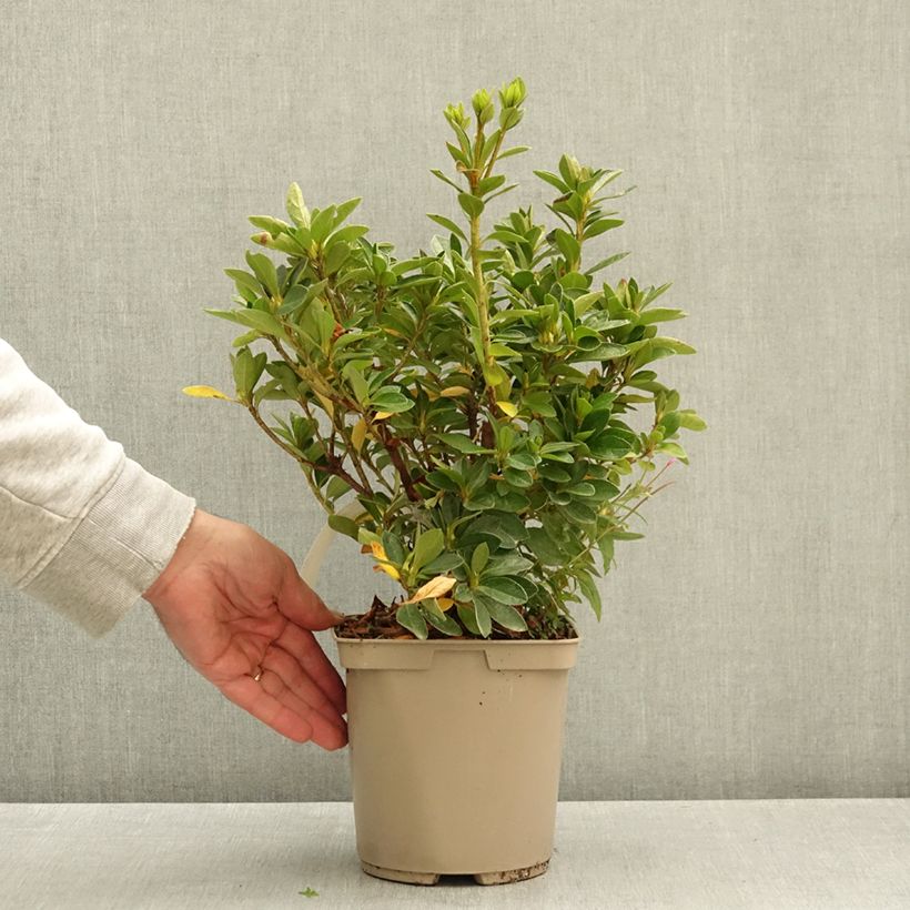 Esemplare di Azalea japonica Greenway Vaso da 3L/4L come consegnato in autunno