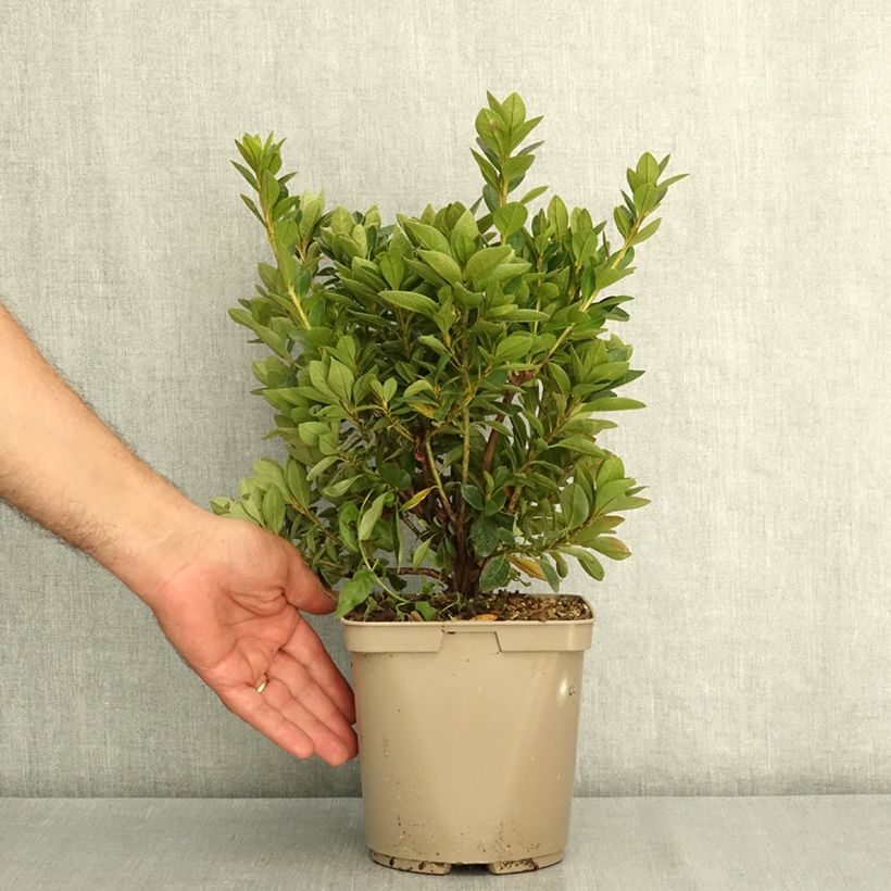 Esemplare di Azalea japonica Greenway Vaso da 3L/4L consegnato in estate