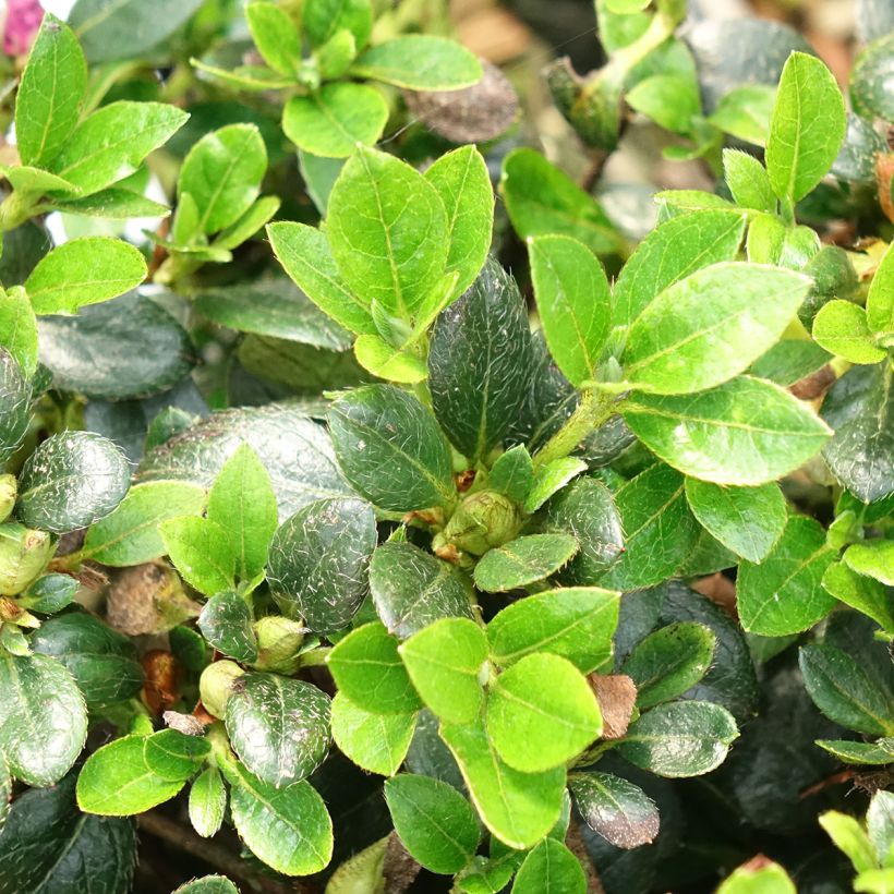 Azalea japonica Haru No Sono (Fogliame)