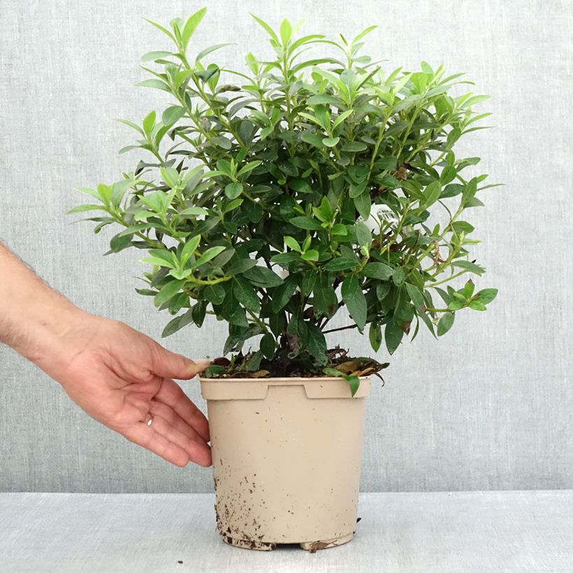Esemplare di Azalea Ho Oden Vaso da 2L/3L consegnato in estate